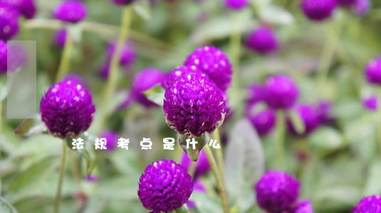 法规考点是什么 法规考点是什么