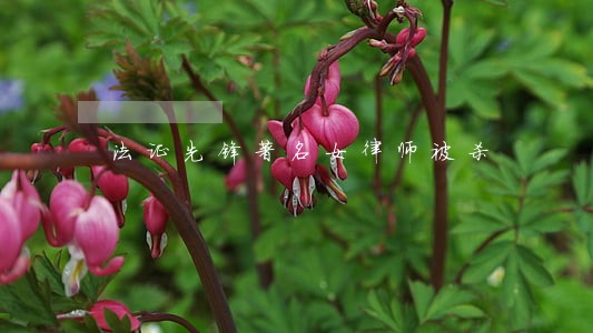 法证先锋著名女律师被杀 法证先锋著名女律师被杀
