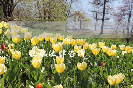 法酷法律咨询 法酷法律咨询