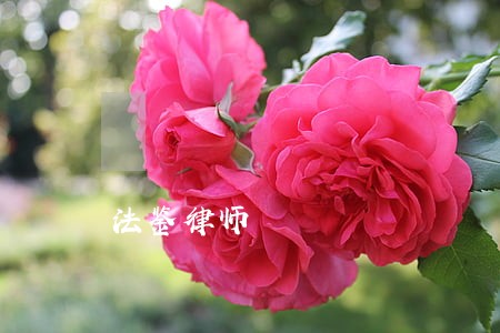 法鉴律师 法鉴律师