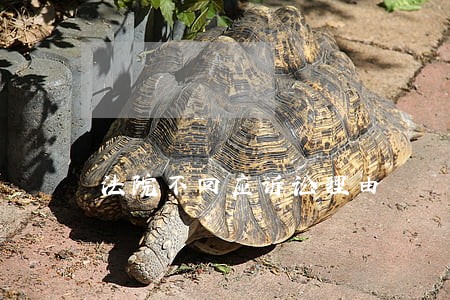 法院不回应诉讼理由 法院不回应诉讼理由