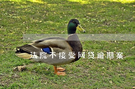 法院不接受网贷逾期案 法院不接受网贷逾期案