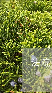 法院不给发公告怎么办 法院不给发公告怎么办