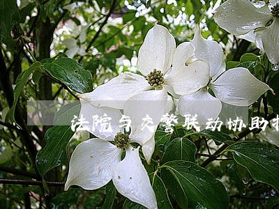 法院与交警联动协助扣车助力执行 法院与交警联动协助扣车助力执行