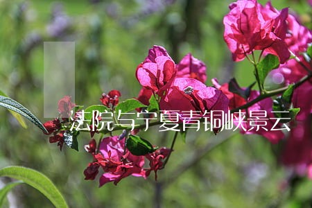 法院与宁夏青铜峡景云 法院与宁夏青铜峡景云