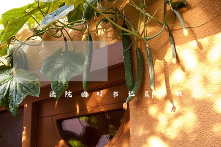法院临时书记员辞职怎么说 法院临时书记员辞职怎么说