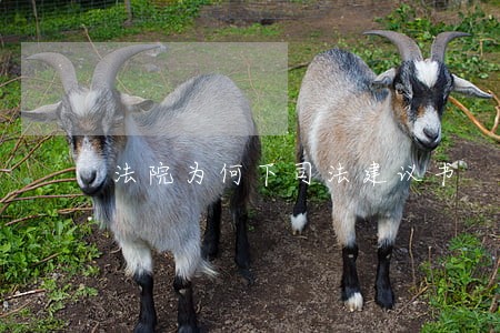 法院为何下司法建议书 法院为何下司法建议书