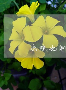 法院也判决我们赢了 法院也判决我们赢了