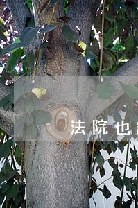 法院也缺席判了 法院也缺席判了