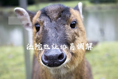 法院也让协商调解 法院也让协商调解