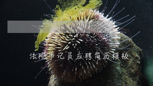 法院书记员应聘简历模板 法院书记员应聘简历模板