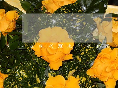 法院代理点什么意思