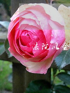 法院以会议精神为由拖延执行 法院以会议精神为由拖延执行