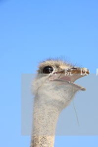 法院以房扺债调解书
