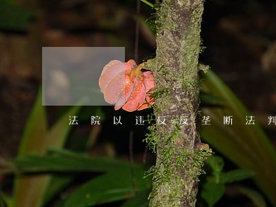 法院以违反反垄断法判决合同无效