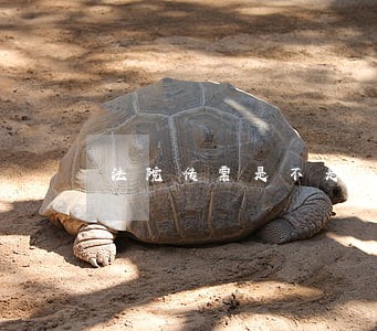 法院传票是不是必须自己去取 法院传票是不是必须自己去取