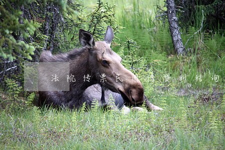 法院传票民间借贷纠结询问 法院传票民间借贷纠结询问