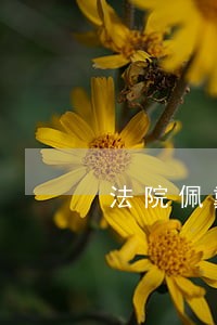 法院佩戴党徽 法院佩戴党徽