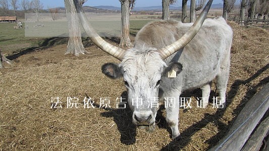 法院依原告申清调取证据 法院依原告申清调取证据