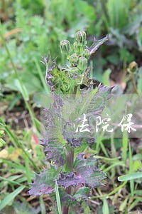 法院保全已售出的商品房如何处理 法院保全已售出的商品房如何处理
