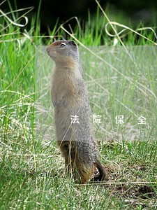 法院保全贷款车吗 法院保全贷款车吗