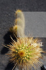 法院保护职业放贷人