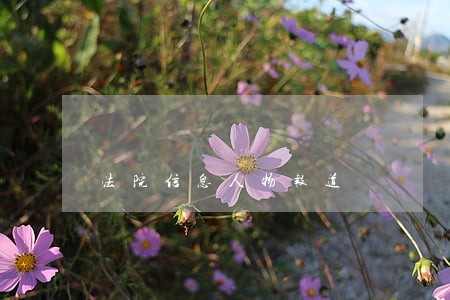 法院信息人物报道