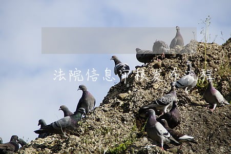 法院信息审核发布流程