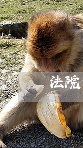法院值庭方案
