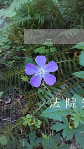 法院先锋