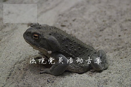 法院党员活动方案 法院党员活动方案