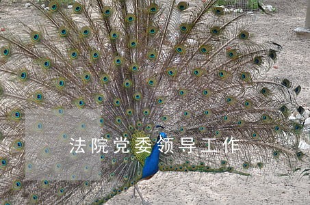 法院党委领导工作