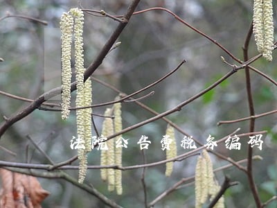 法院公告费税务编码 法院公告费税务编码