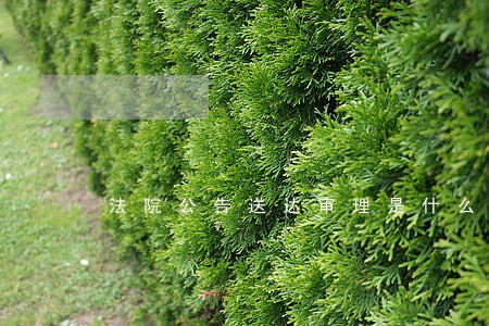 法院公告送达审理是什么意思 法院公告送达审理是什么意思