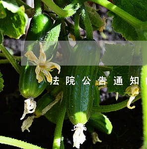法院公告通知的时间 法院公告通知的时间