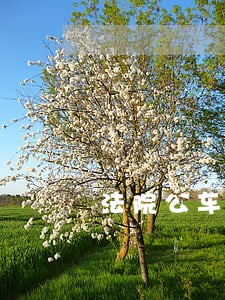 法院公车管理报告 法院公车管理报告