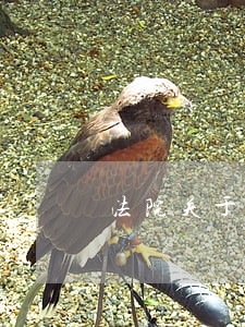 法院关于防范刑事冤假错案汇报 法院关于防范刑事冤假错案汇报