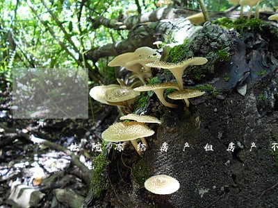 法院冻结房产但房产不能交易 法院冻结房产但房产不能交易
