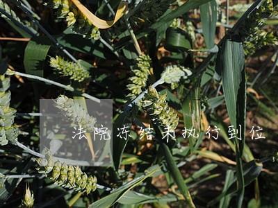 法院冻结未执行到位 法院冻结未执行到位