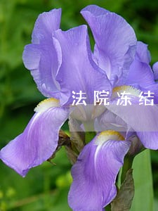 法院冻结欠款流程 法院冻结欠款流程
