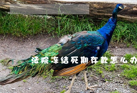 法院冻结死期存款怎么办 法院冻结死期存款怎么办