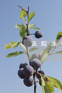 法院冻结汽车多久能解冻 法院冻结汽车多久能解冻