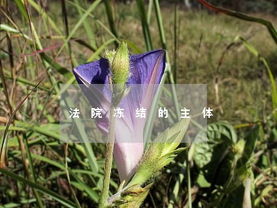 法院冻结的主体 法院冻结的主体
