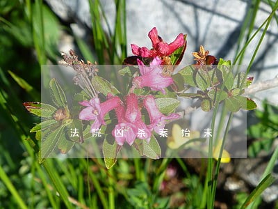 法院凶杀案始末 法院凶杀案始末