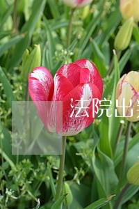 法院出判决书会通知当事人吗 法院出判决书会通知当事人吗