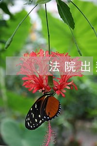 法院出判决书多长时间执行