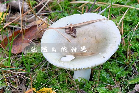 法院出纳待遇