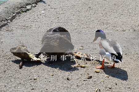 法院刑事线索移送函 法院刑事线索移送函