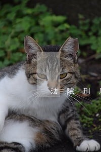 法院刑庭文书材料 法院刑庭文书材料