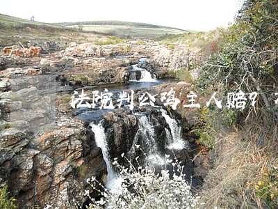 法院判公鸡主人赔9万 法院判公鸡主人赔9万